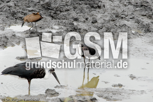 Wollhalsstorch (3 von 4).jpg